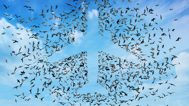 what does bird strike mean