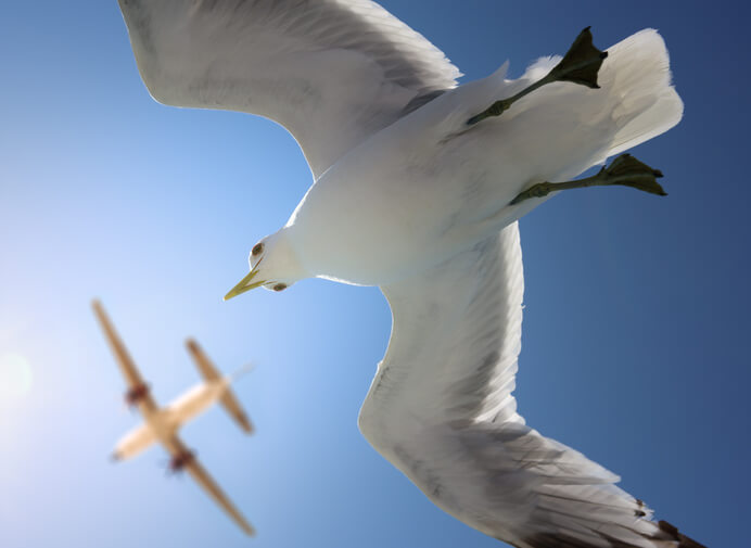 Aviation Airspace | The Perils Of Sharing With Birds 4 Aviation safety action program