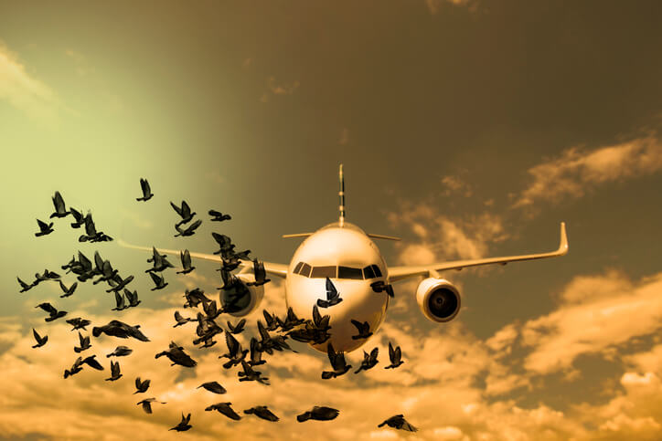Pilot Training | Bird Ingestion Certification Tests 7 Aviation safety action program (asap)